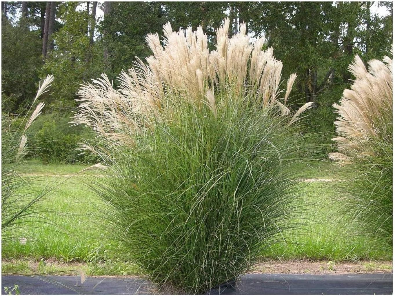 Stauden Gänge 6 x Ziergras Kollektion Ziergras winterhart | Hohes Ziergras für Sonne bis Halbschatten, Blüte August bis September, mehrjährig, 1 L Topf (11x11 cm)