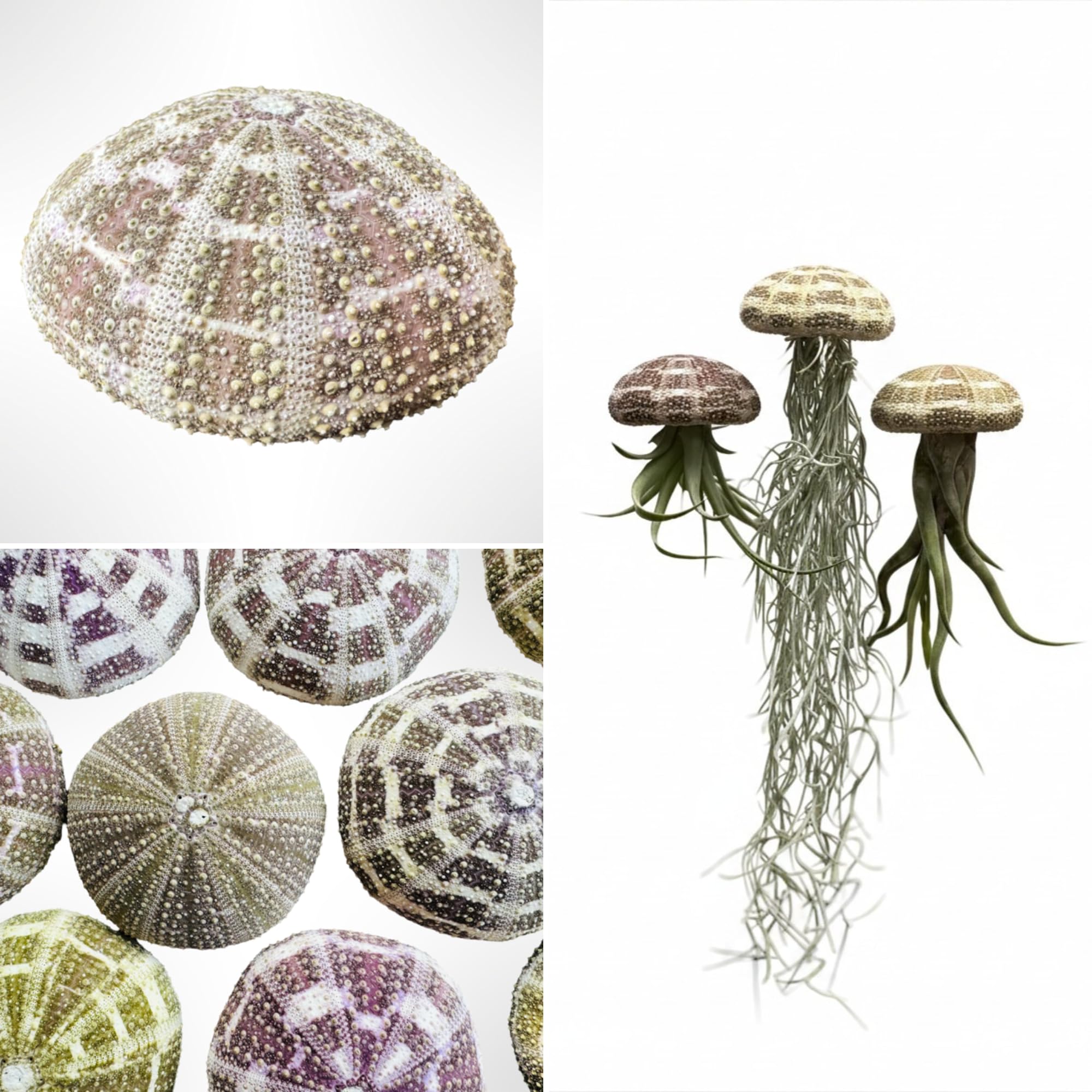 Trendyairplants - Lot de 3 Plantes Aériennes Réelles Tillandsia avec Coquilles d'Oursin Alfonso - Décoration Naturelle Intérieure - Purificateur d'Air - Facile d'Entretien - Cadeau Original