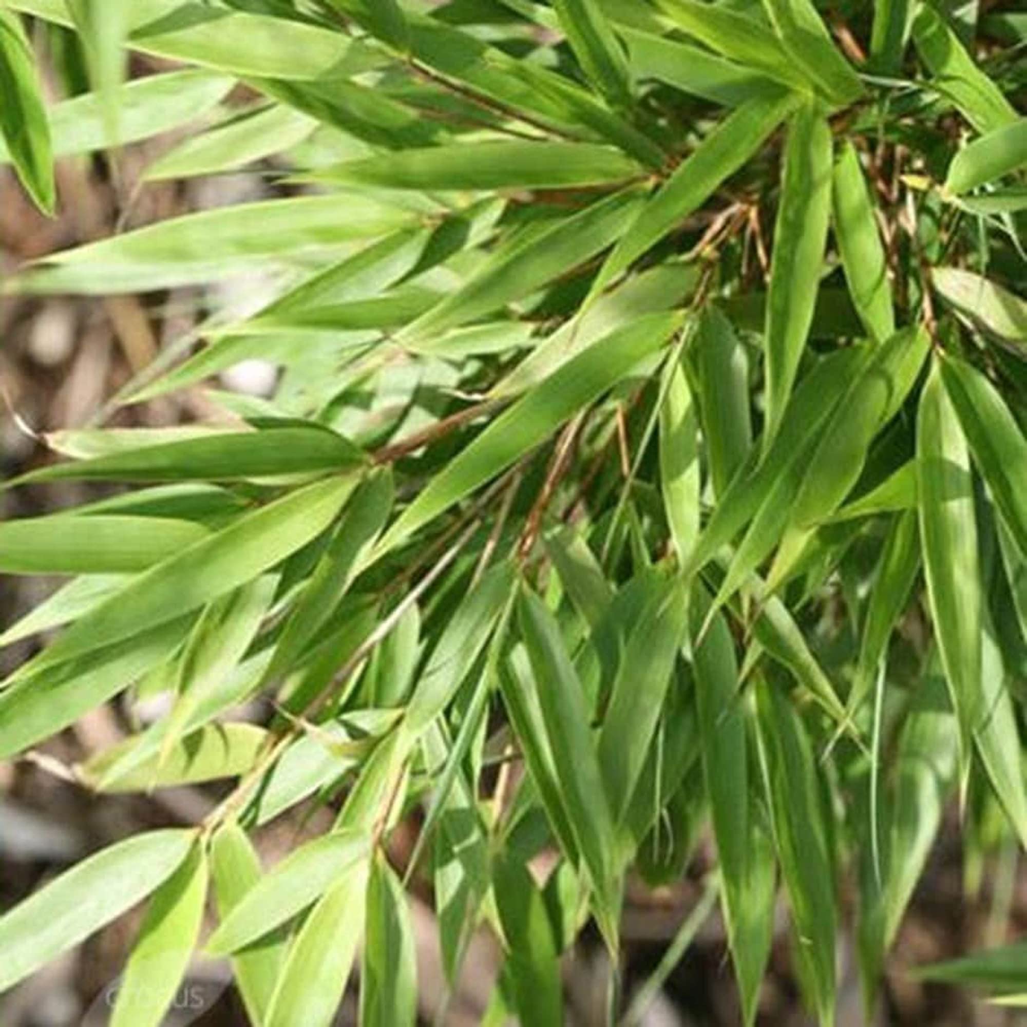 Gardeners Dream Fargesia Rufa - Winterharte Bambus Pflanze - Horstbildend &  Pflegeleicht - Bambus Sichtschutz Garten Pflanzen - Ideal als  Kbelpflanzen, Terrassen Pflanzen, Heckenpflanzen : Amazon.de: Garten