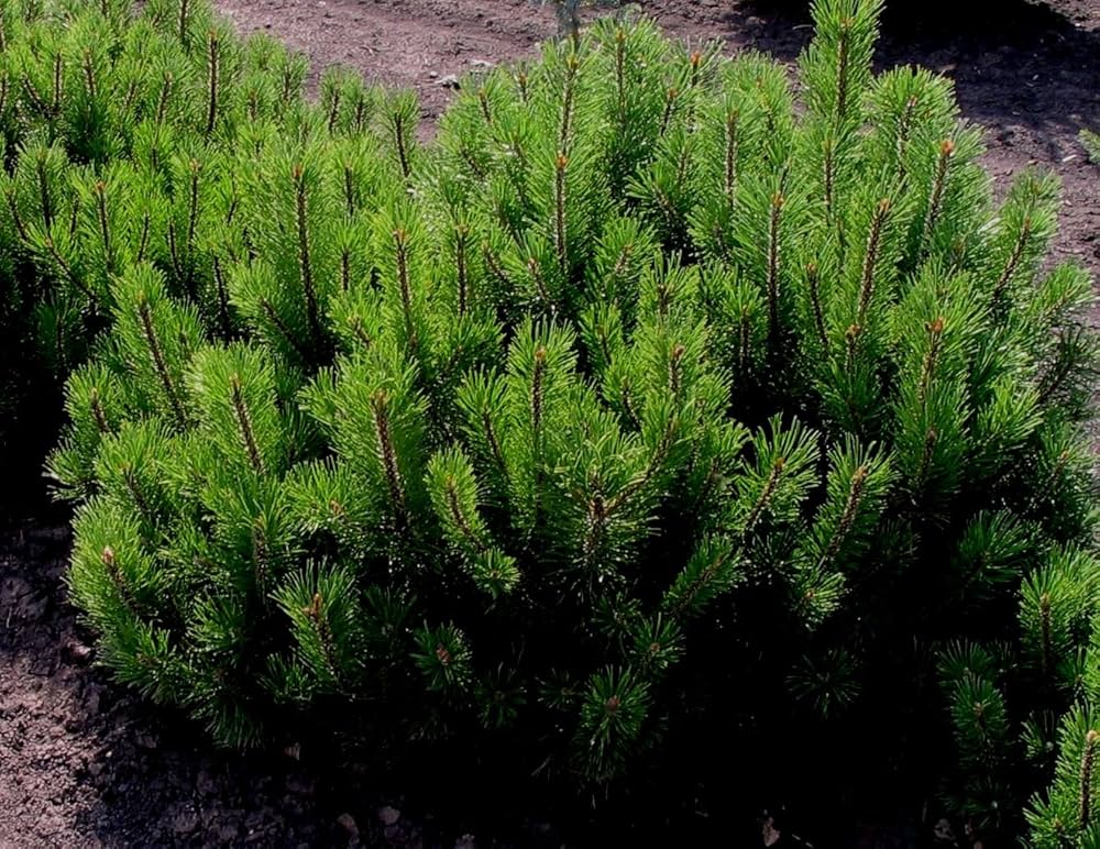 【現品】モンタナはいまつ 　(モンタナ這松)　モンタナハイ松　8号　R4番 現品】モンタナはいまつ (モンタナ這松) モンタナハイ松 8号 R4