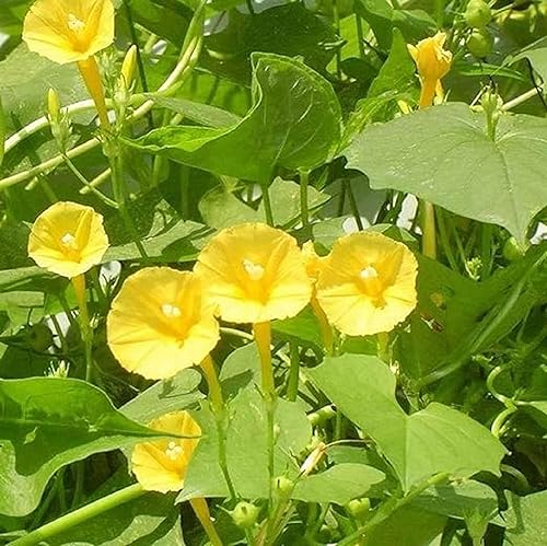 Miniatura 4 de CHUXAY GARDEN Yellow Morning Glory - Semillas de flores 100 semillas llamativas plantas silvestres nativas excelente adición al jardín