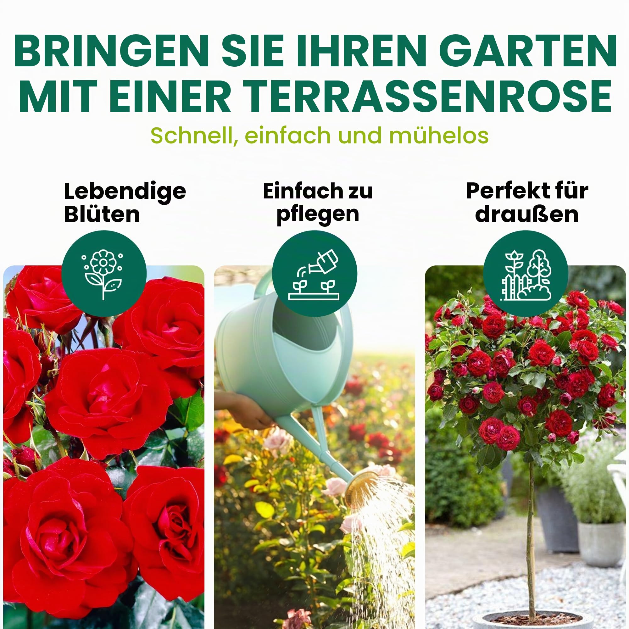 Rot Standardstamm Bunte Rosenpflanzen für den Außenbereich, blühende Gartenrosen in Pflanzgefäßen (120-140cm)