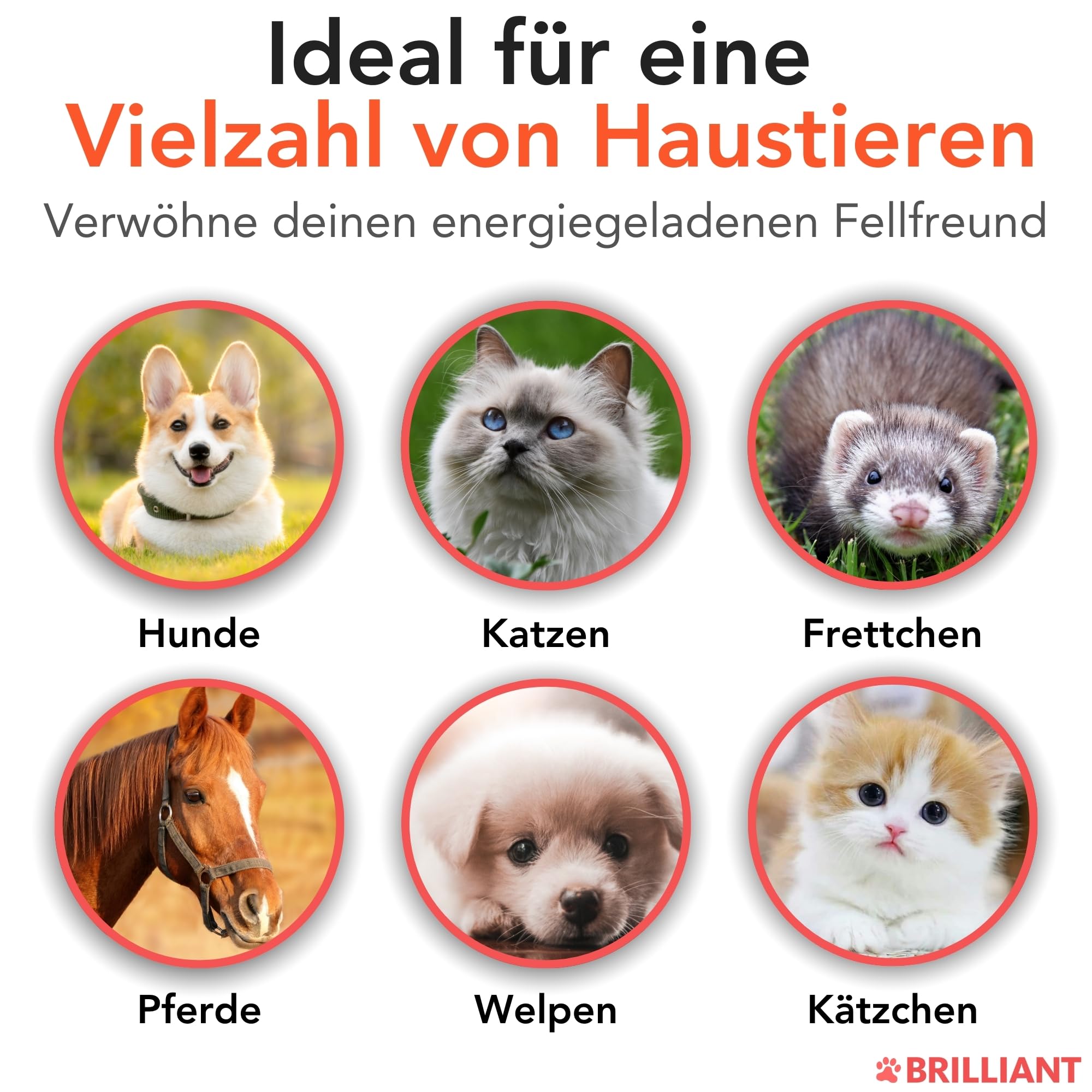 Hofseth BioCare BRILLIANT | Norwegisches Lachsöl für Katzen und Hunde Fördert glänzende Mäntel | Verbesserter Appetit | Weiche Pfoten | Energie erhöhen | Nicht GVO | 2 x 300ml