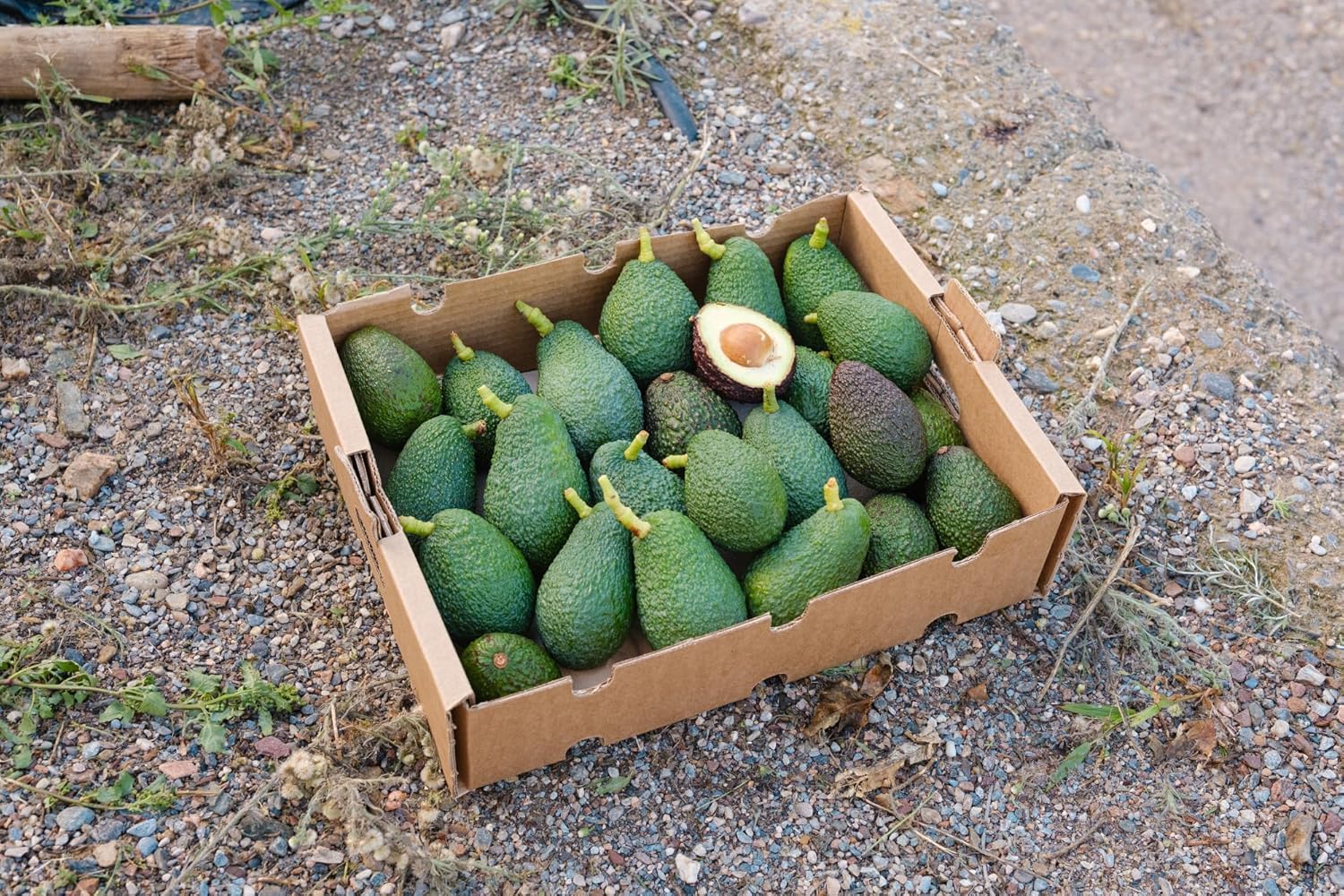 Vitalem Aguacates Frescos 2kg (6-10 Piezas) Aguacates Hass de Temporada Ecológicos
