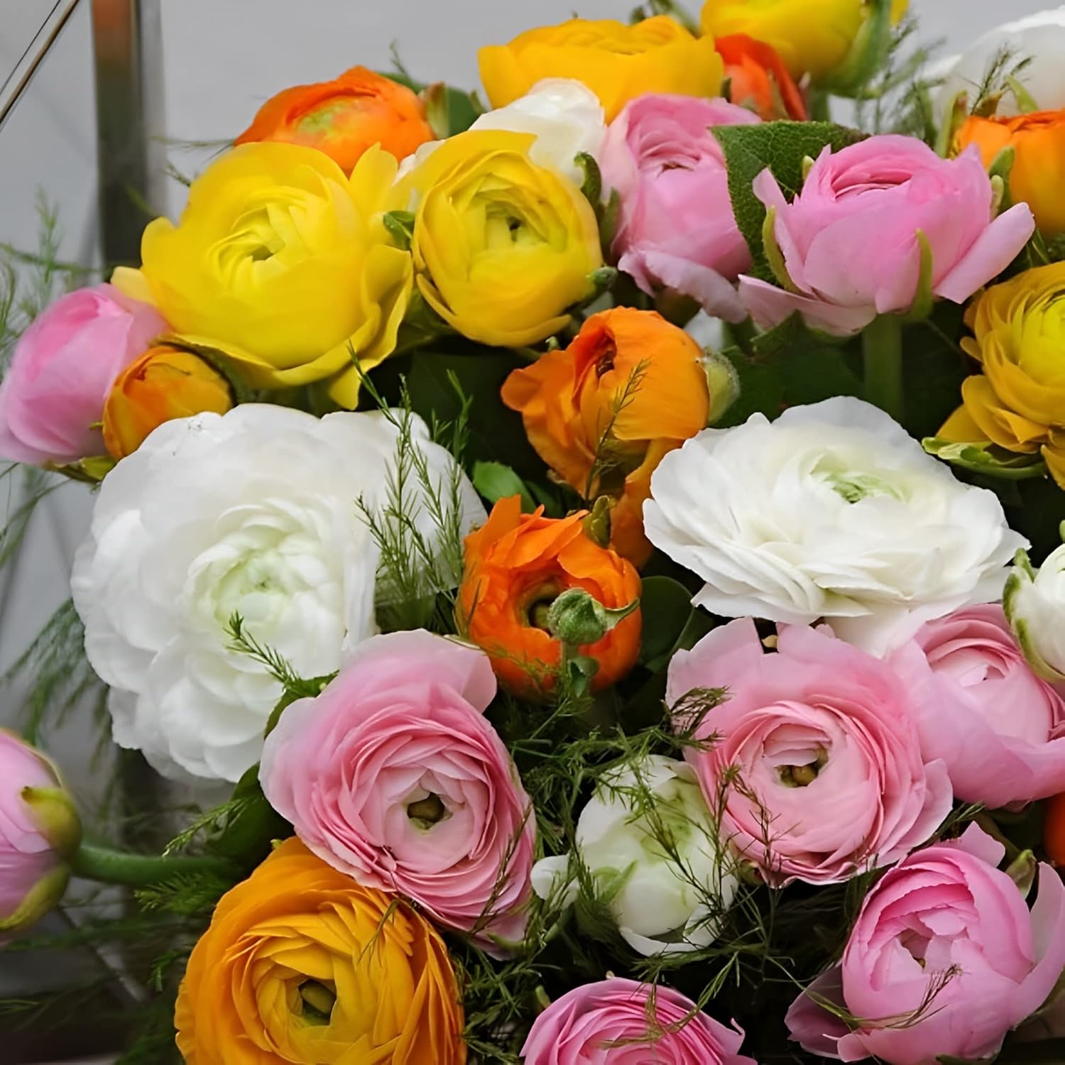 Amazon.com : Votaniki Ranunculus Aviv Mix Bulbs - Large, and Showy ...