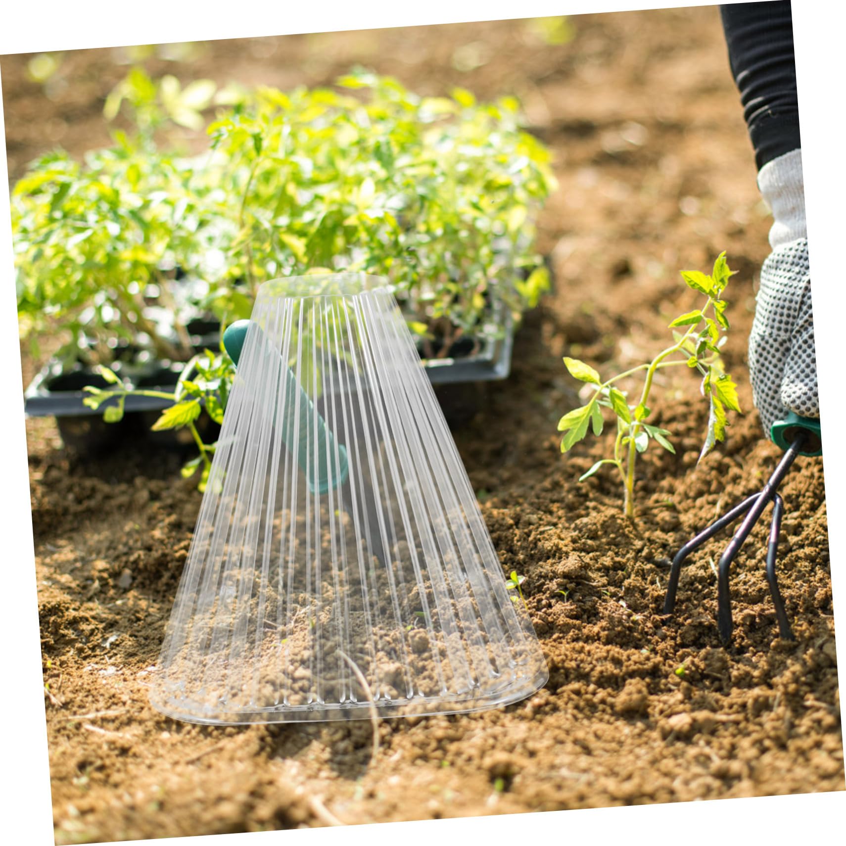 Cloche de Jardin Conique 10 Pièces en Pet pour Protection des Semis