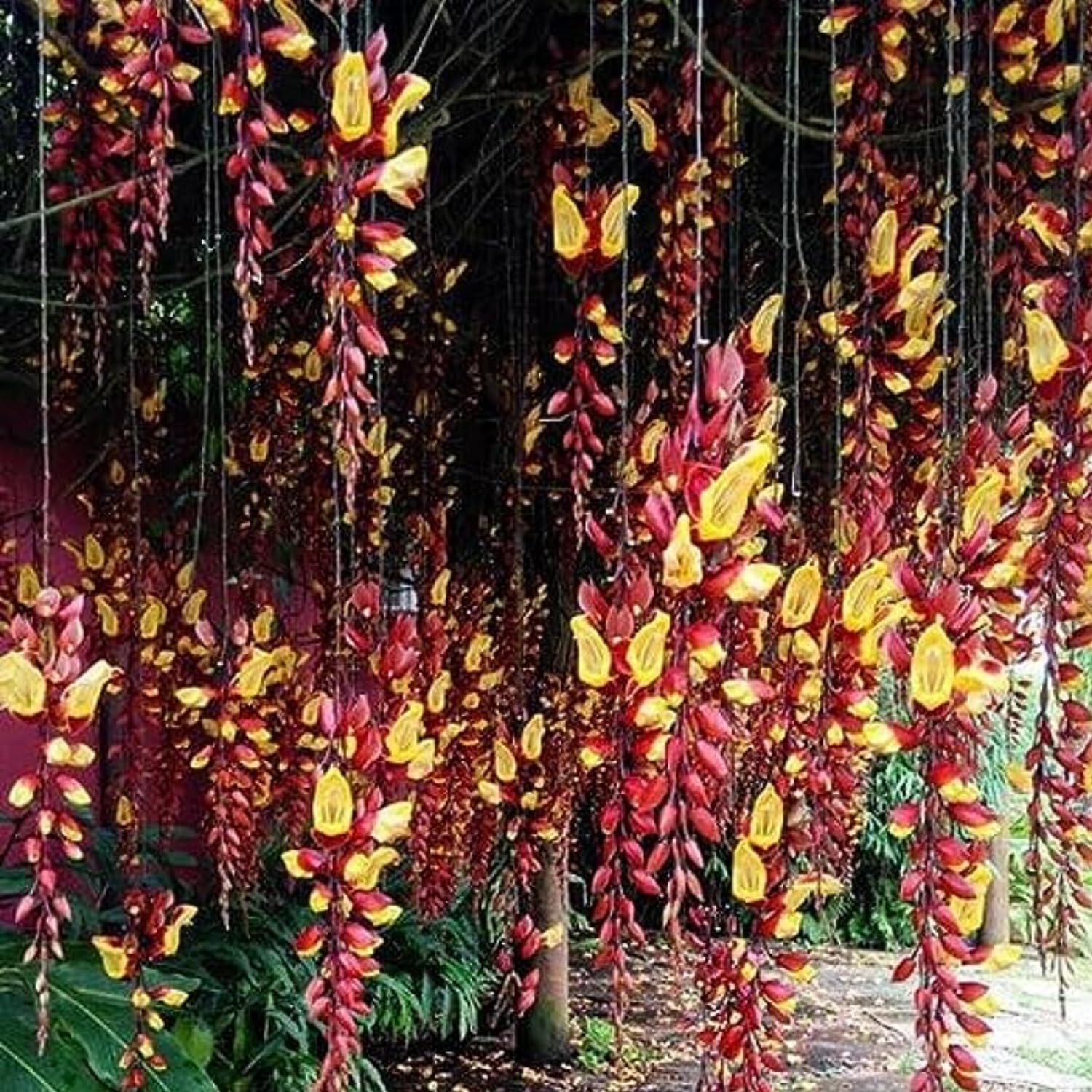 Lady Shoe Flower/Thunbergia mysorensis (Clock Vine, Lady’s Slipper Vine, Dolls’ Shoes) Flowering | Ornamental| Medicinal Creeper Live Plant (Home & Garden)-image-30