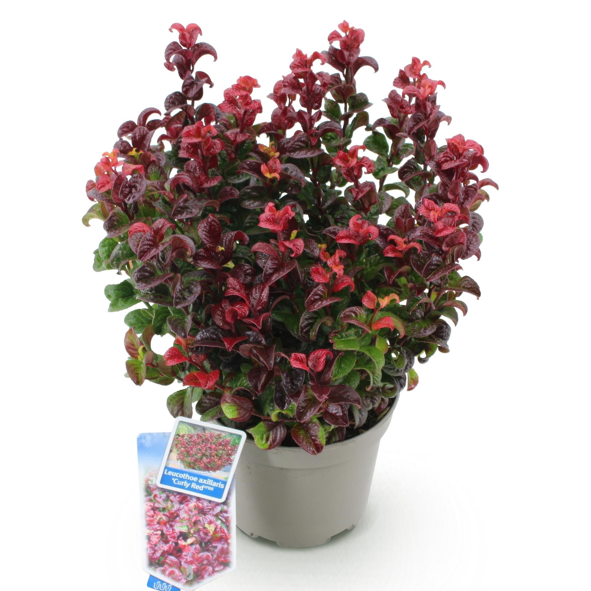 Traubenheide Leucothoe Curly Gold Gartenpflanze ca. 40 cm