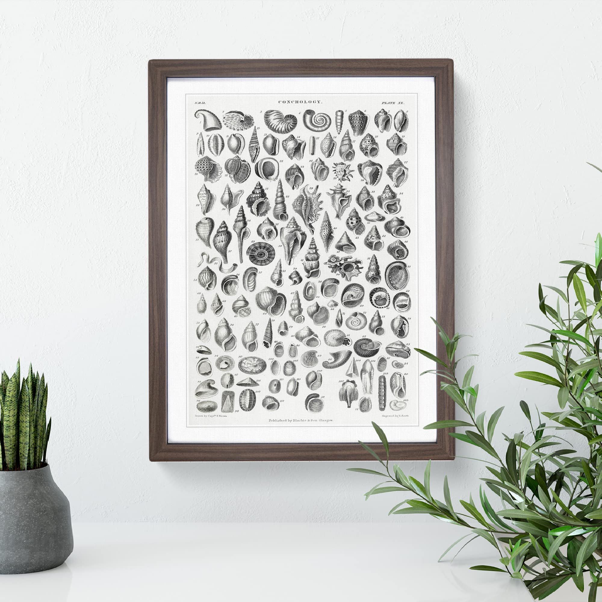 Study Of Mollusk Shells Xx By Oliver Goldsmith Vintage Framed Wall Art Print - Image 3