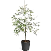 Brighter Blooms Coral Bark Japanese Maple Tree, 5-6 ft.