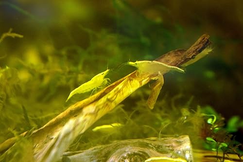 Miniatura 9 de Shrimpspase - Juego de nutrición mensual para camarones de acuario + paquetes de camarones de oro amarillo, neocaridina, acuario de agua dulce y