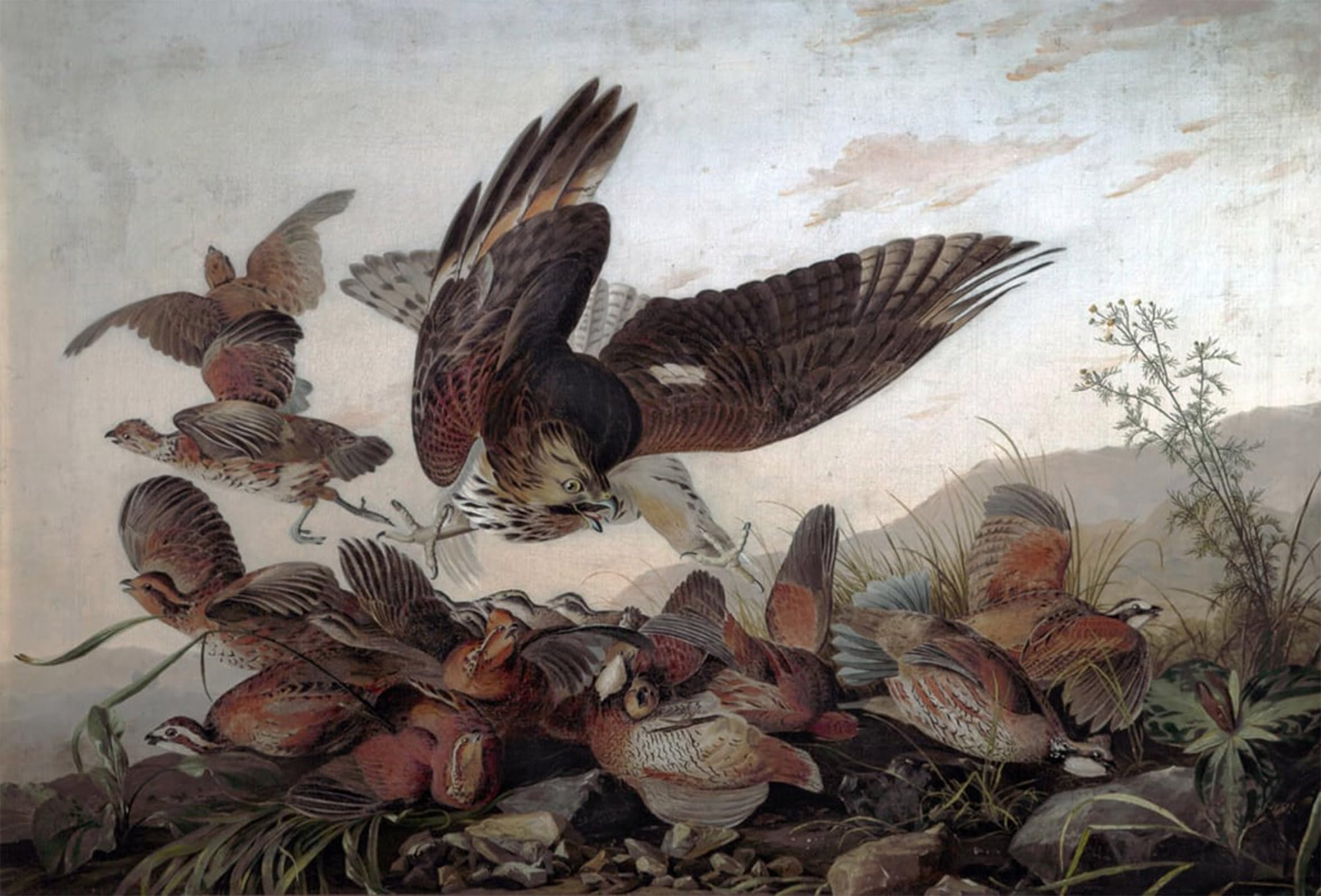 POSTERIIk Famous Modern Artwork Art Mural Hawks Attacking Partridges by John Jamess Audubon Oil Paintings Pictures for Home Decor 60x90cm