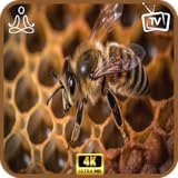 春の花園ミツバチ - 自然花粉媒介者TVアプリ