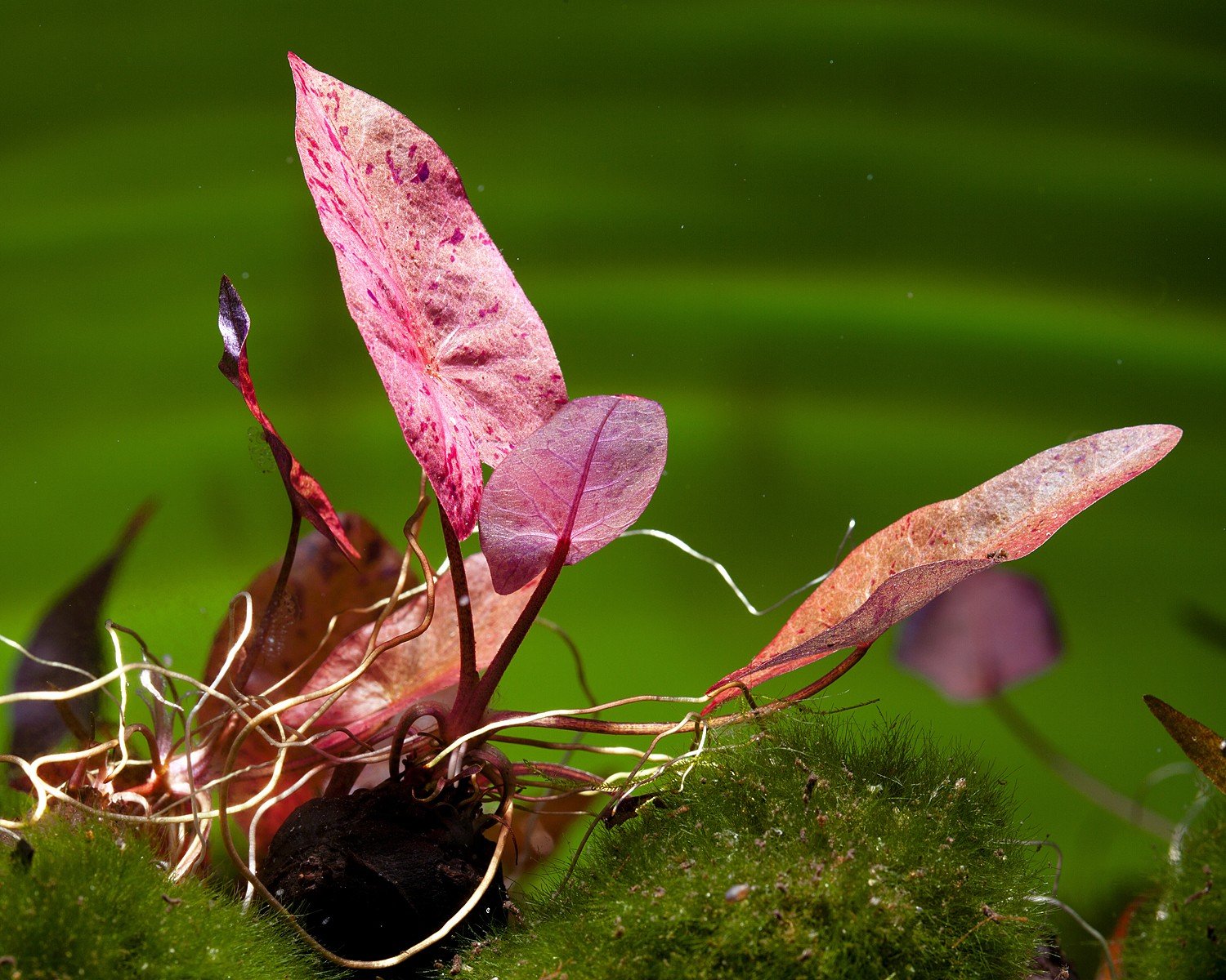Tigerlotus - Plante en laine - Pour aquarium - Rouge