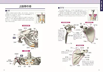 新版 岡嶋解剖学 岡嶋解剖学 |本 | 通販 | Amazon