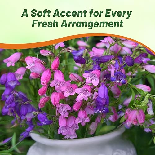 Miniatura 8 de Outsidepride Perennial Penstemon Miniature Bells Garden Flower Seeds - 250 Semillas