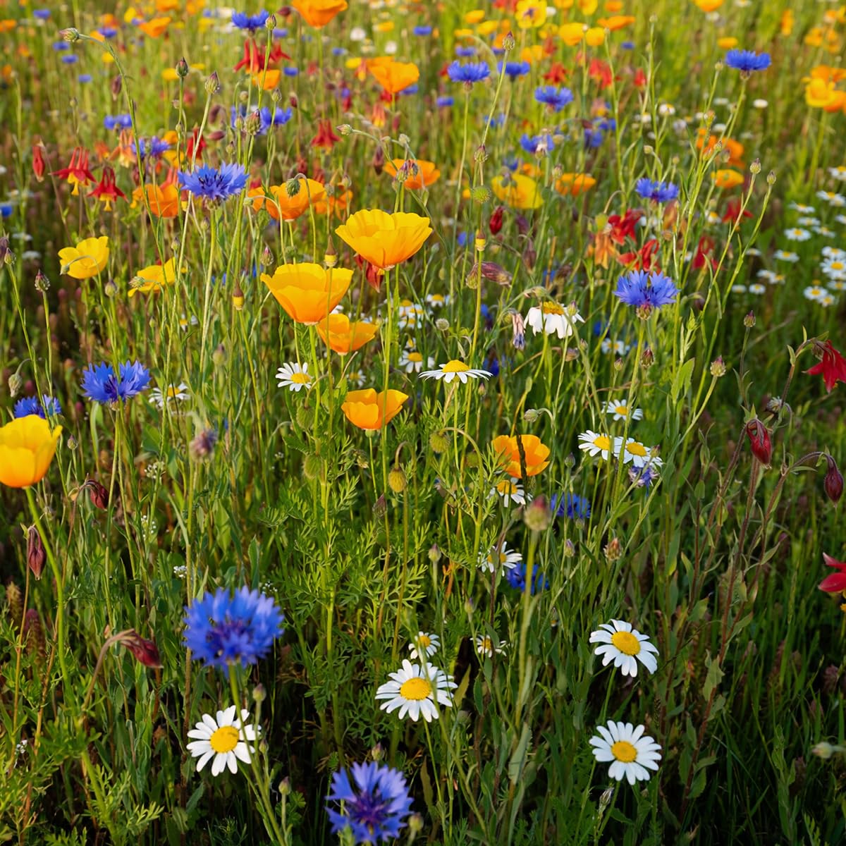 MRS Mélange de fleurs sauvages basses 1 kg pour 500 m² - 31 variétés annuelles et vivaces - Graines de fleurs des champs - Attire abeilles, bourdons et papillons