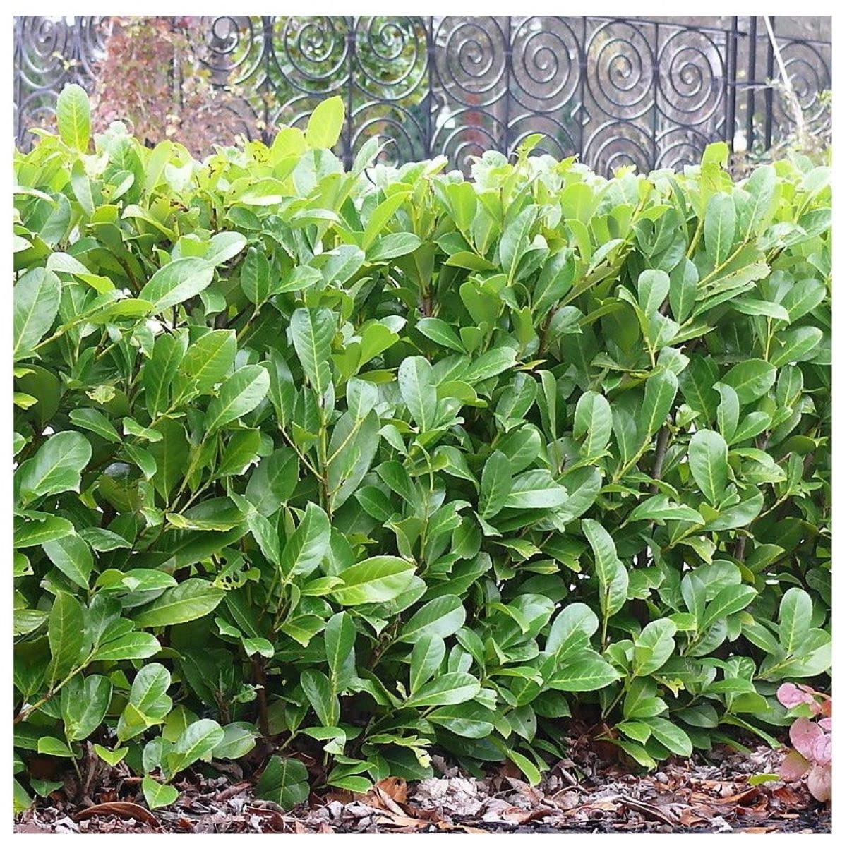 Buy 10 Cherry Laurel Large 23ft MultiStemmed Prunus Rotundifolia
