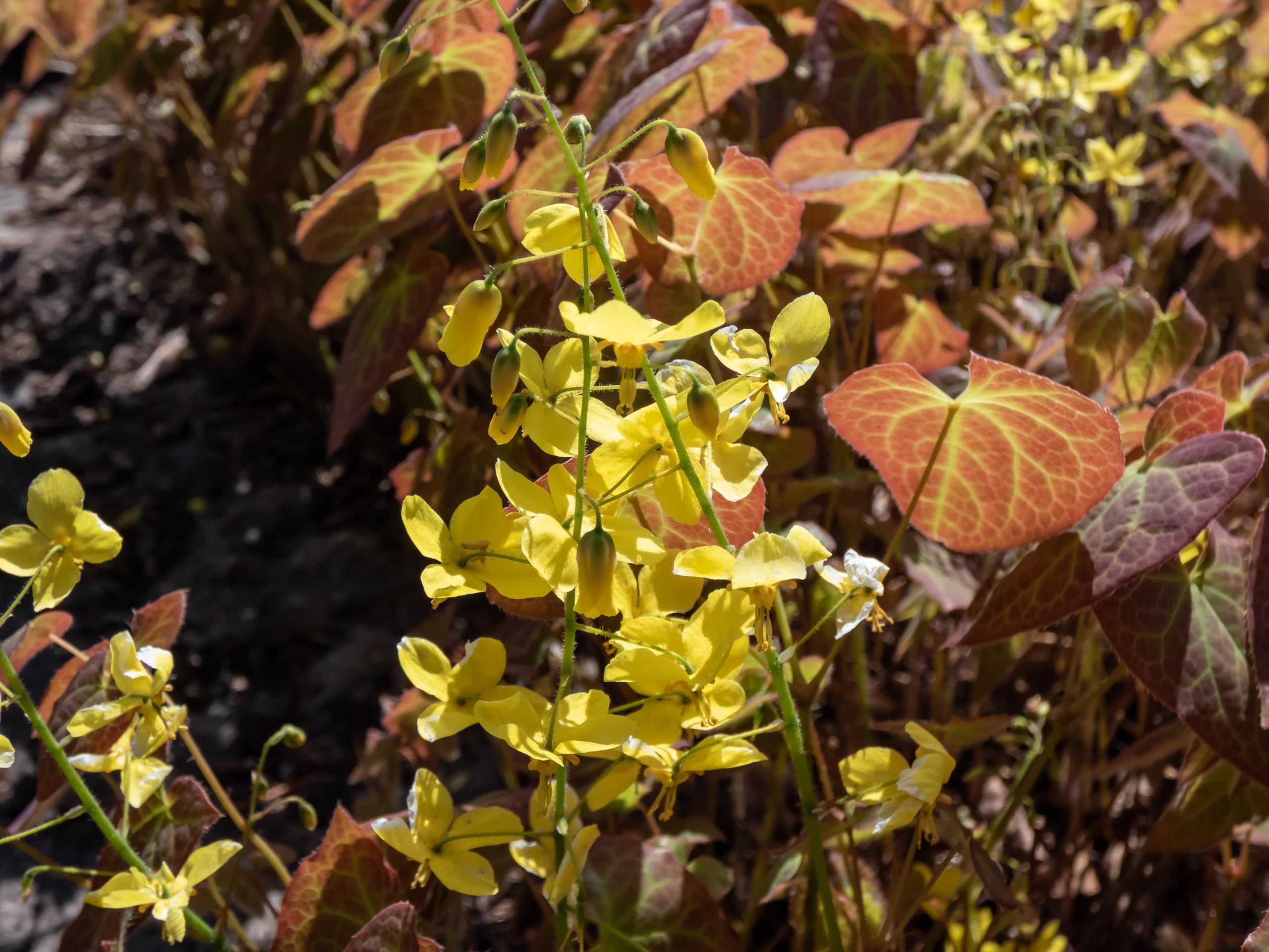 Stauden Gänge 10 x Epimedium x perralchicum 'Frohnleiten' Elfenblume