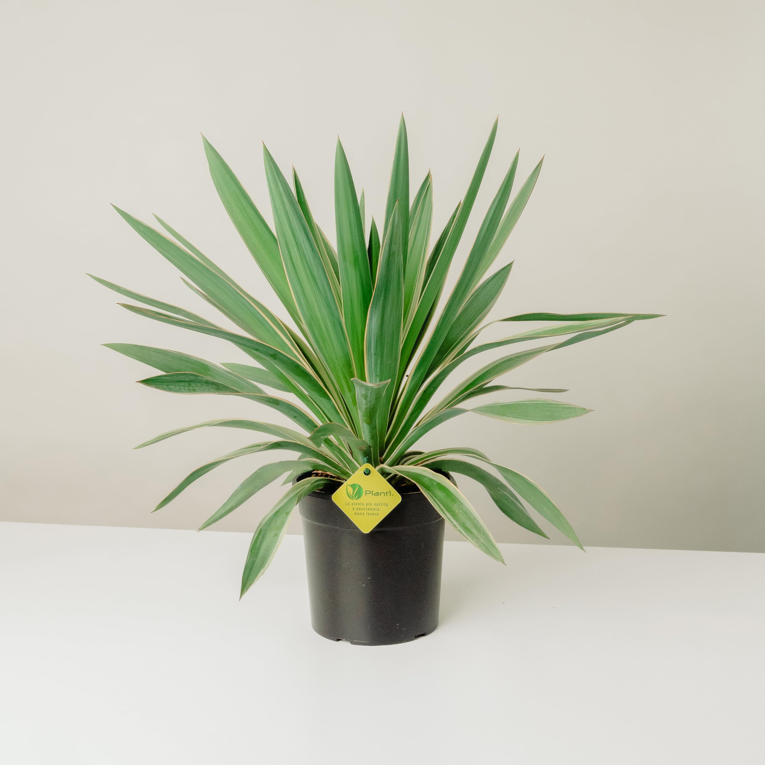 Yucca Gloriosa | Pianta Vera da Esterno, Resistente e Ornamentale | Adatta a Vasi e Giardini Rocciosi | Altezza Fino a 150 cm | Vaso da 19 cm (Gloriosa Variegata)