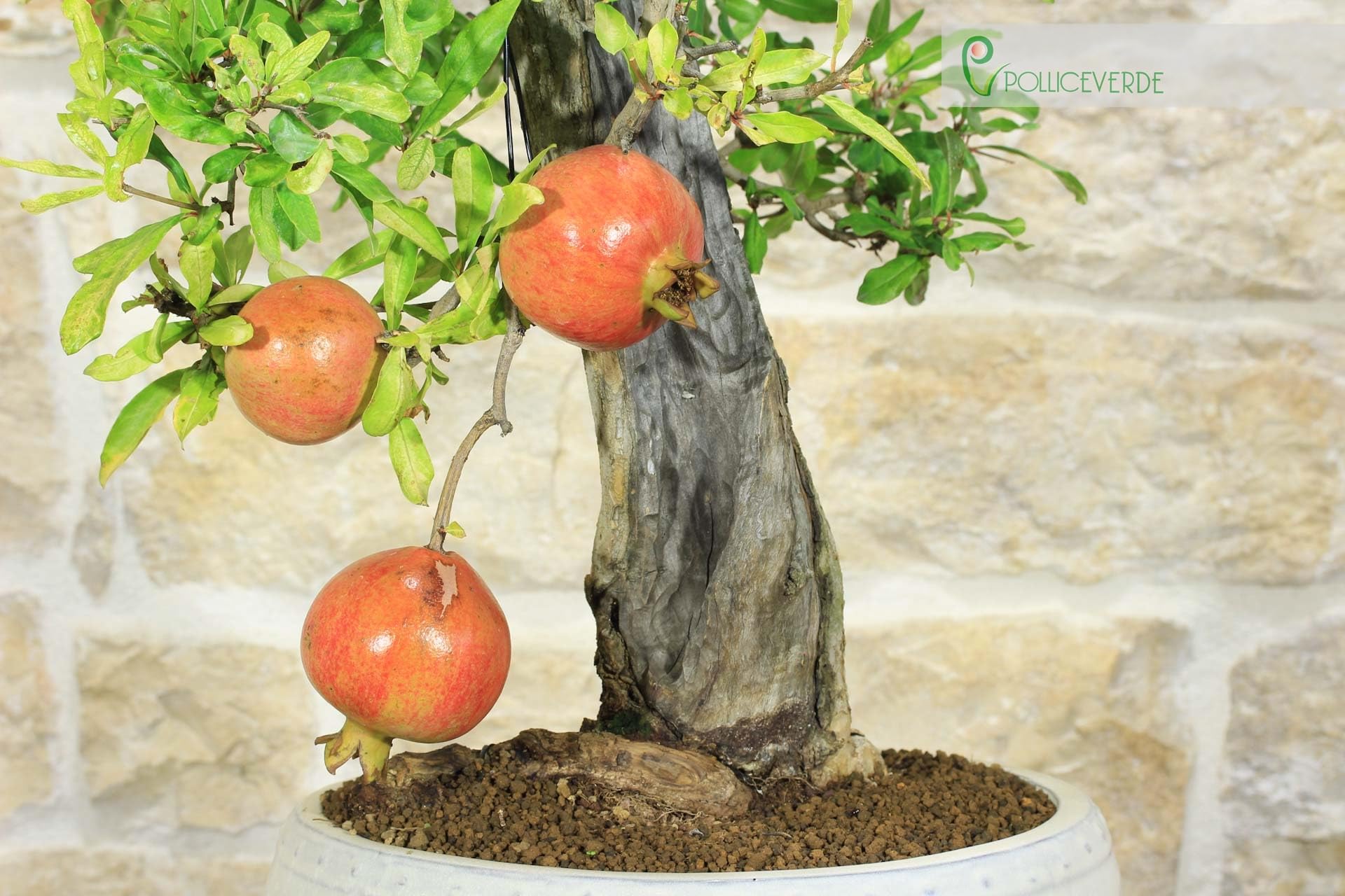 Bonsai di Melograno (136)