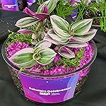 Review Image by Sky K. Sky K.