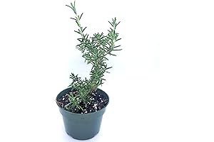 Live Rosemary Christmas Tree Bush Plants in 4" Pot fragrant outdoor shrub...
