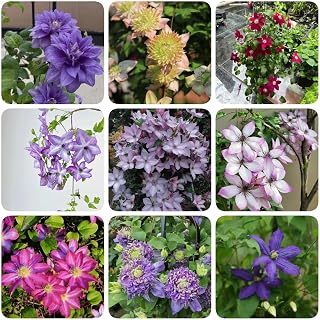100 pcs Clematis Seeds DIY Gardening Sowing Year-Round Clematis Vine Plant Plant Seeds for Indoor Planting Fresh Plants Seeds Excellent for Bonsai, Patio, Balcony Or Ground Cover Perennial