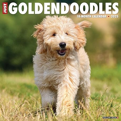 Willow Creek Press 2025 Goldendoodle Wall Calendar