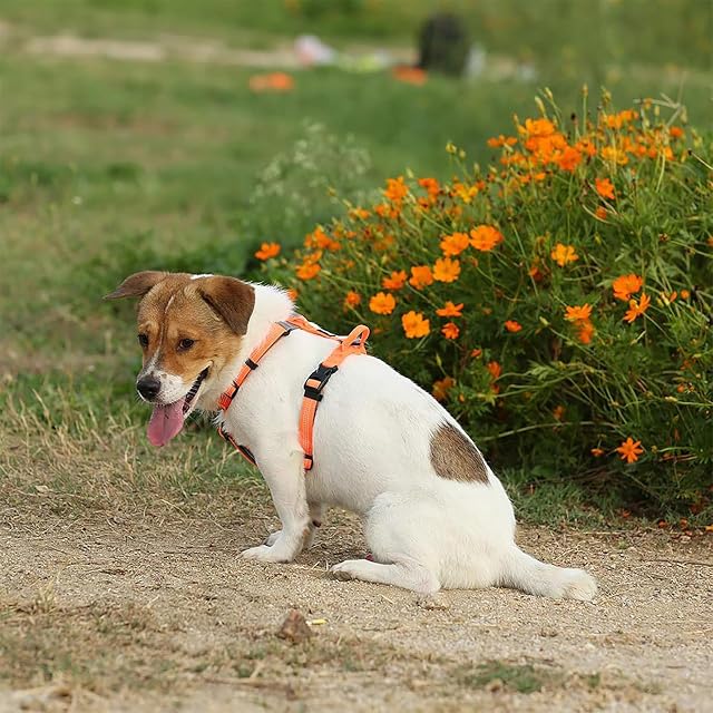 Foto 6 de 6 de Arnés para Perro Reflectante Ajustable No Tire Mascota Durable Chaleco Coche Viaje al Aire Libre…
