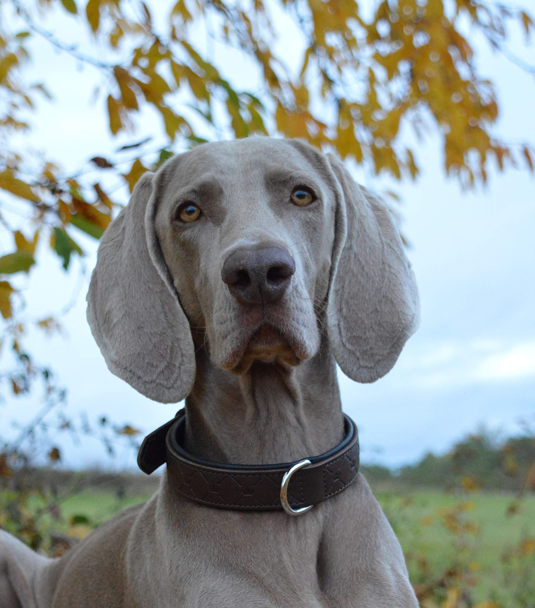 MICHUR Design Hundehalsband Leder, Lederhalsband Hund, Halsband, Braun, Leder, in verschiedenen Größen erhältlich