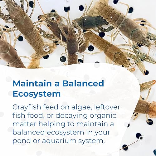 Miniatura 4 de Toledo Goldfish Cangrejo de río cangrejos vivos perfectos para estanques de media o acuarios - 100 unidades