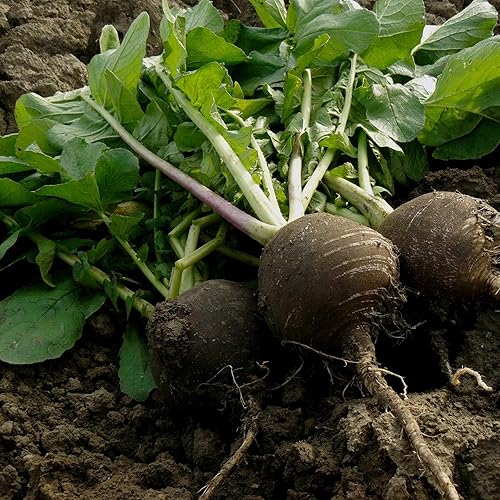 Mountain Valley - Semillas de jardín de rábanos  Redondo español negro  4 onzas  Semillas de jardinería de vegetales sin OMG