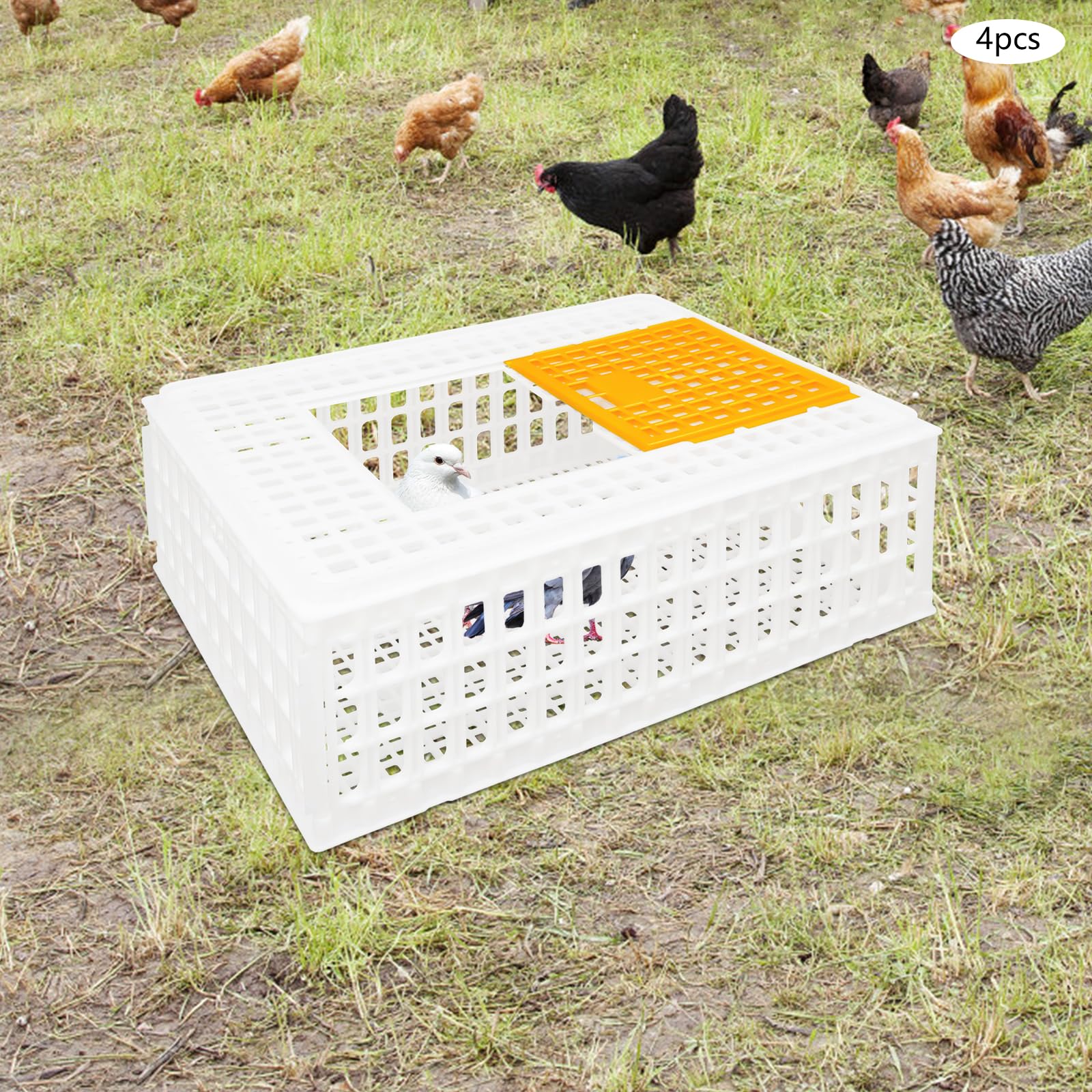 Lot de 4 caisses de transport pour volaille 77 x 55,5 x 27 cm - Avec porte coulissante et poignées de transport - Capacité de charge de 200 kg - Extra robuste - Pour volaille, poulet, canard, oie