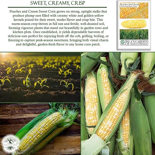 Miniatura 5 de Semillas de maíz dulce bicolor "Melocotones y crema" para plantar, más de 25 semillas por paquete, semillas de jardín de Isla (semillas de jardín de