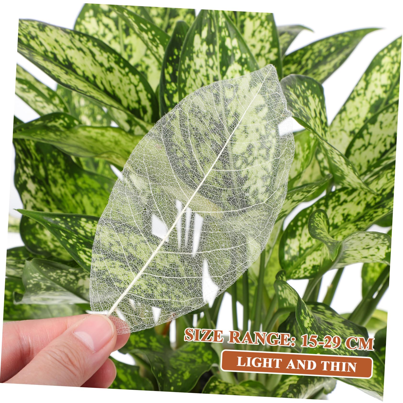 Spécimen de Feuilles Séchées Naturelles 100 Pcs, Blanc | Matériaux de Bricolage Faits Main, Feuilles Blanches Résistantes, pour Création Artistique et Fêtes