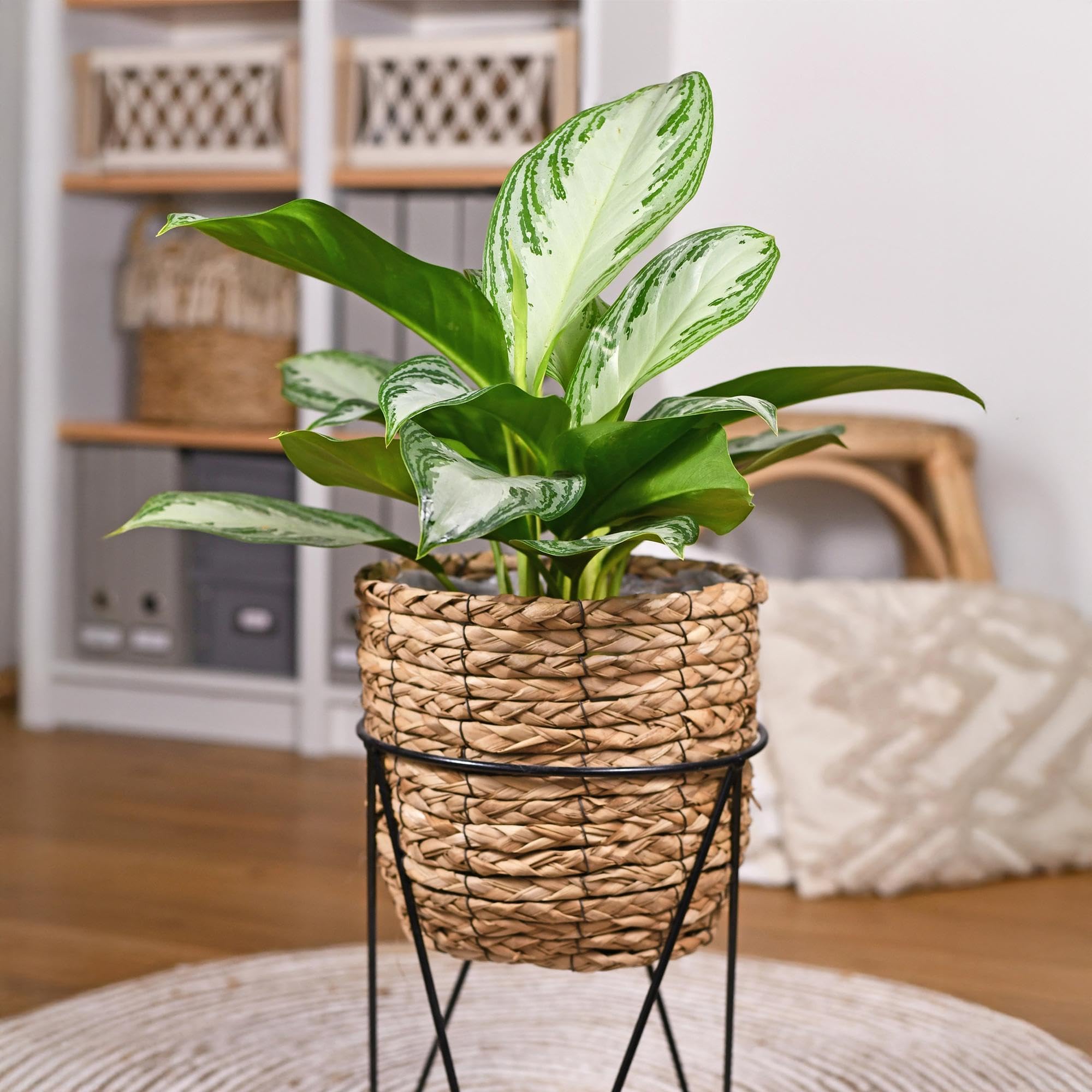 Aglaonema Silver Bay – 17cm – Höhe 70-75cm – Pflegeleichte silber – grüne Zimmerpflanze mit dekorativem Blattmuster für Wohnräume und Büro 1