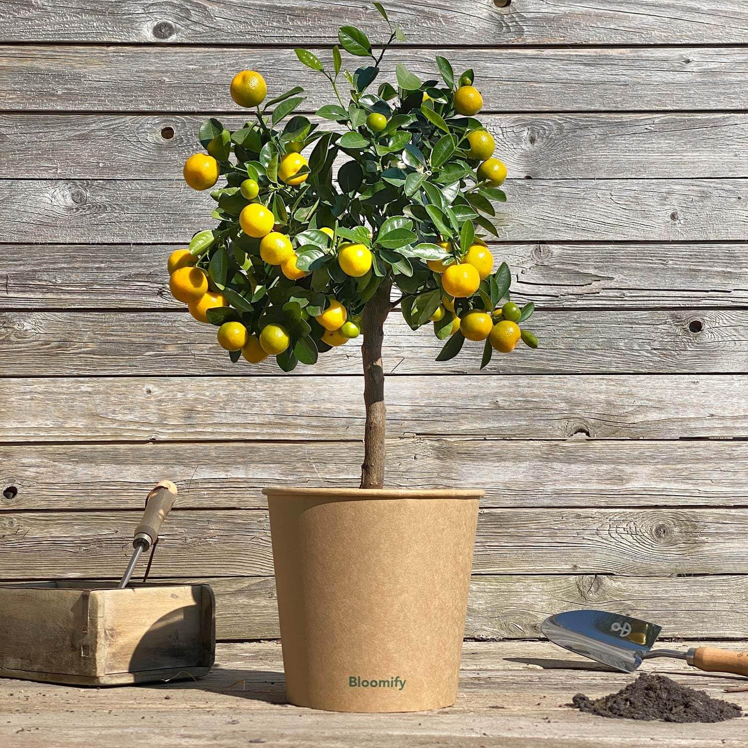 Bloomify® Calamondin-Orangenbaum "Carmen" | 70 bis 100 cm große selbstbefruchtende Calamondin Pflanze | pflegeleichter Calamondin Baum für Topf oder Kübel | schöne Blüten, aromatische Früchte