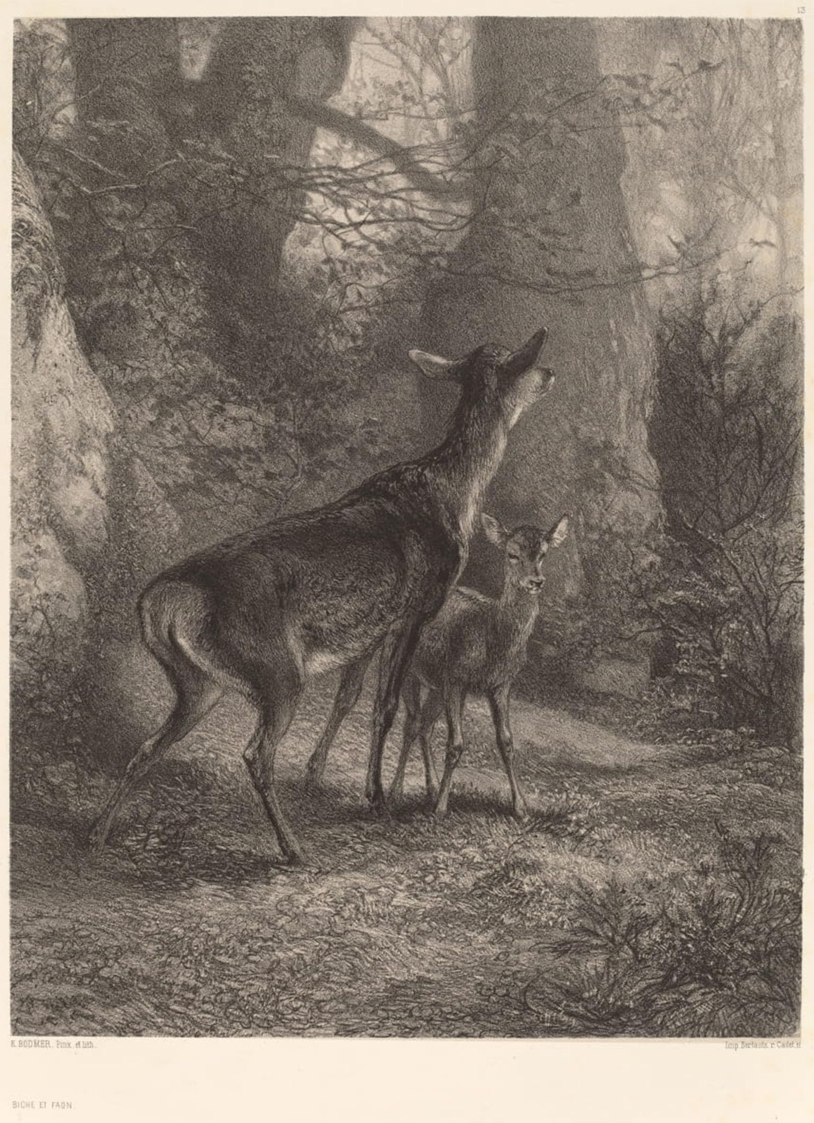 POSTERIIk Vintage Art Print Images Pictures Print Doe and Fawn by Karl Bodmer Modern Colour Posters for Office Home Decor 60x90cm