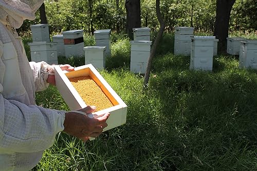 Miniatura 6 de Fresh Bee Polen Raw Nebraska Bee Polen Jarra de 1 galón (6 libras)