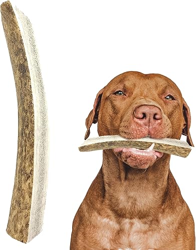 Cuernos de alce para perros (Tamaño 7-9") Grado-A, Cuernos masticables Premium para perros. Producto de los EE. UU., golosina masticable para perros