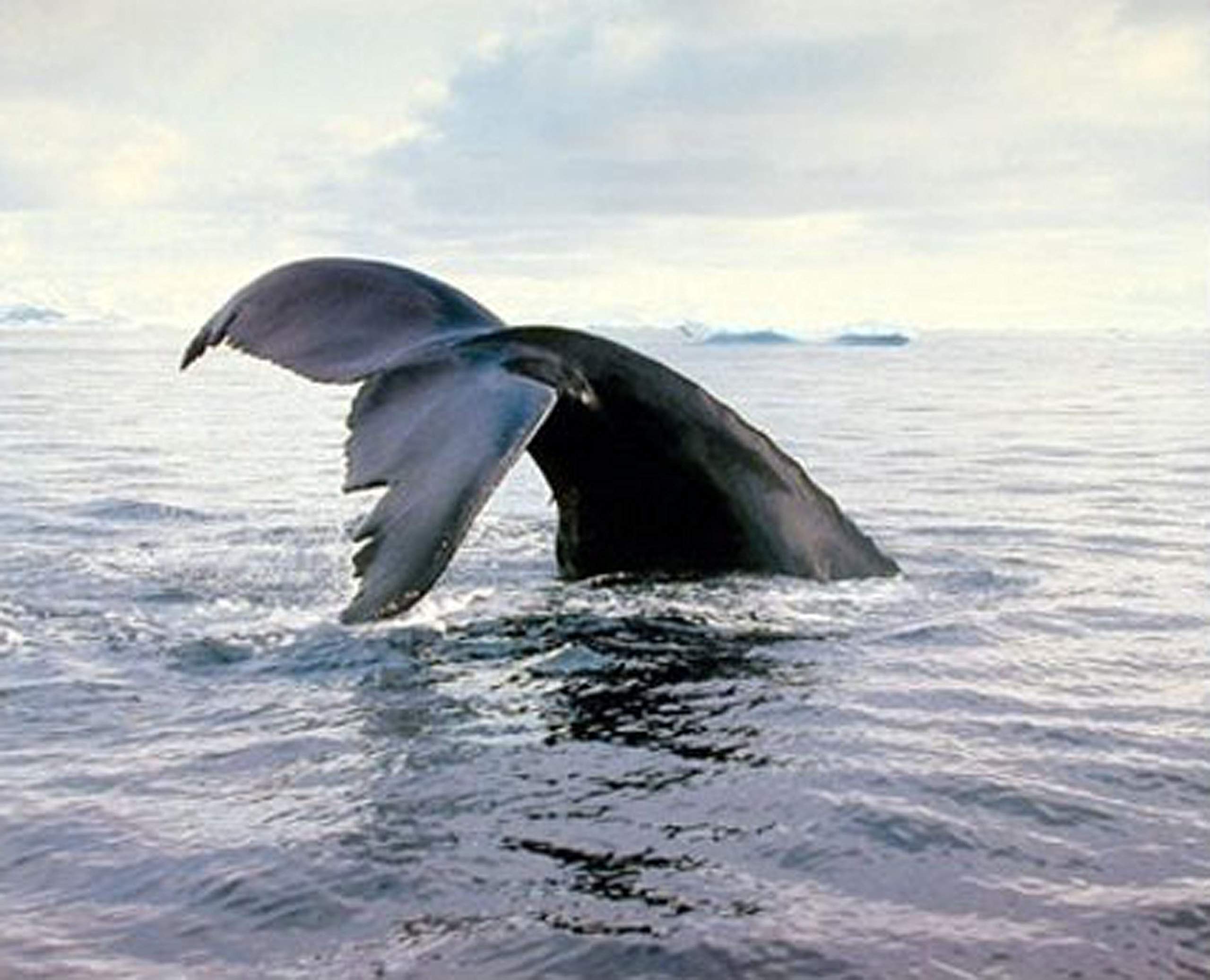 Amazon.com: Impact Posters Gallery Ocean Wall Decor Humpback Whale