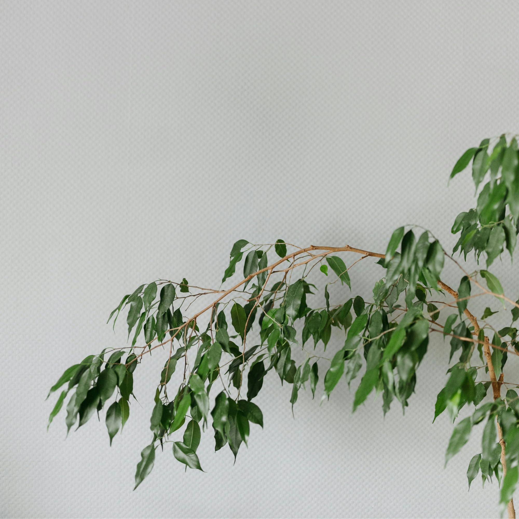 Plant in a Box - Ficus benjamina Danielle - Real Houseplant Large - Fiddle Plant - Doniczka 21cm - Wysokość 100-110cm