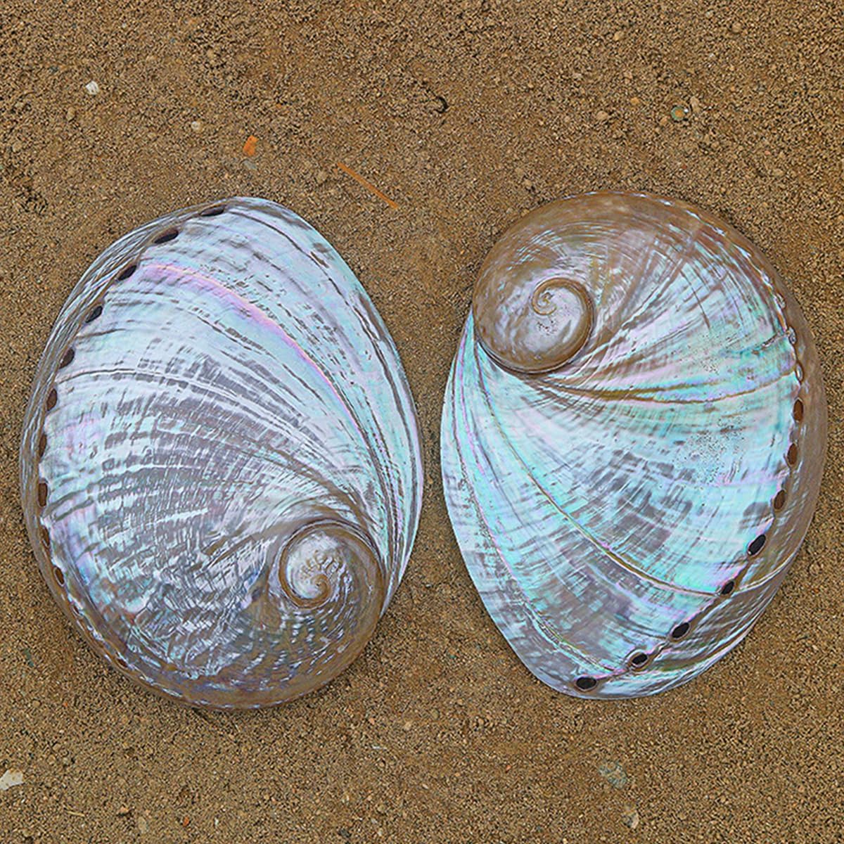 Ocean Conch Jumbo Seashells ， Natural Sea Shells, 1Pc 13-15Cm Australian White Abalone Shell Natural Rare Real Sea Shells Conch Home Fish Tank Marine Decoration DIY Handmade(15cm)