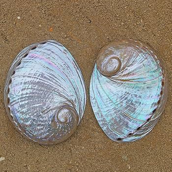 Amazon.co.jp: 海浜貝殻の大粒ナチュラル、 1個 13-15cm