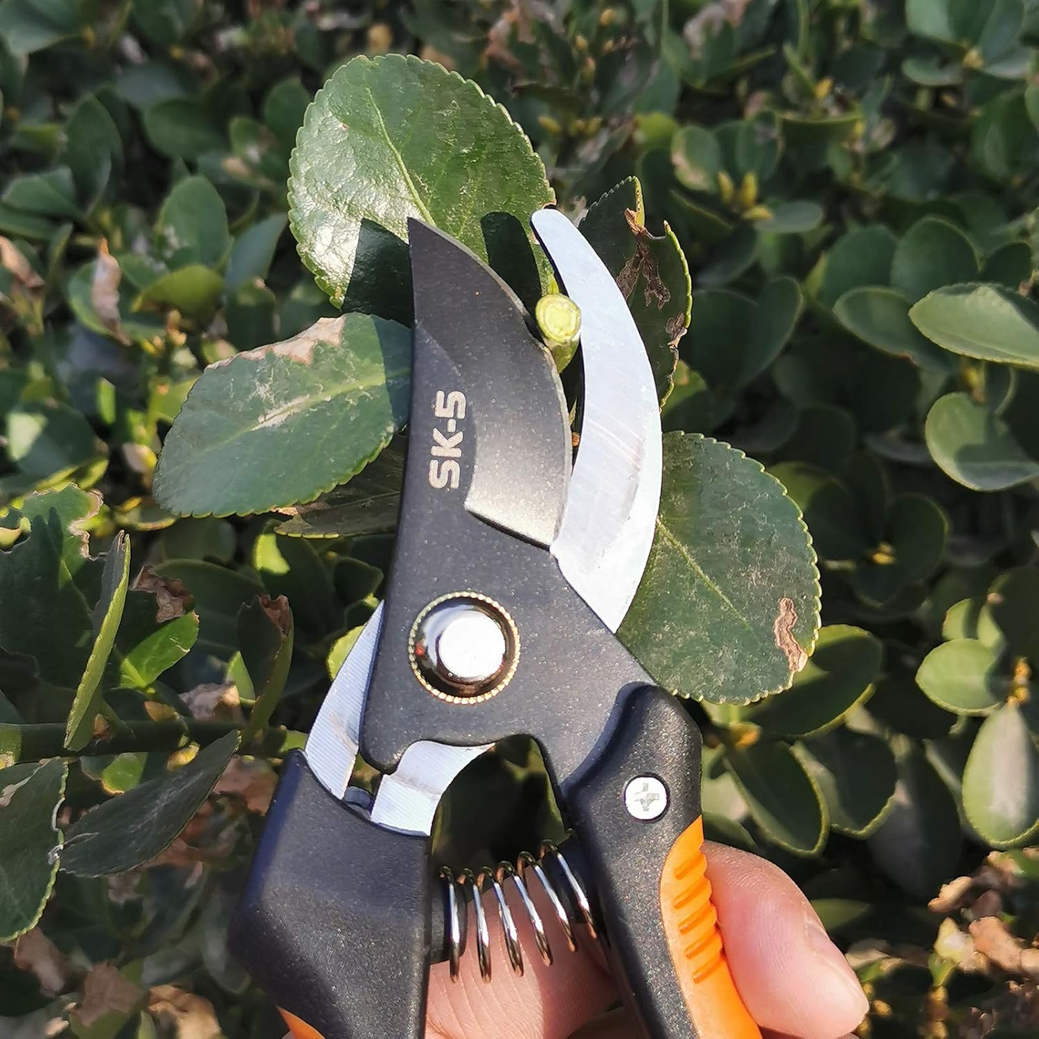 15 Best Rose Pruning Shears Top Picks