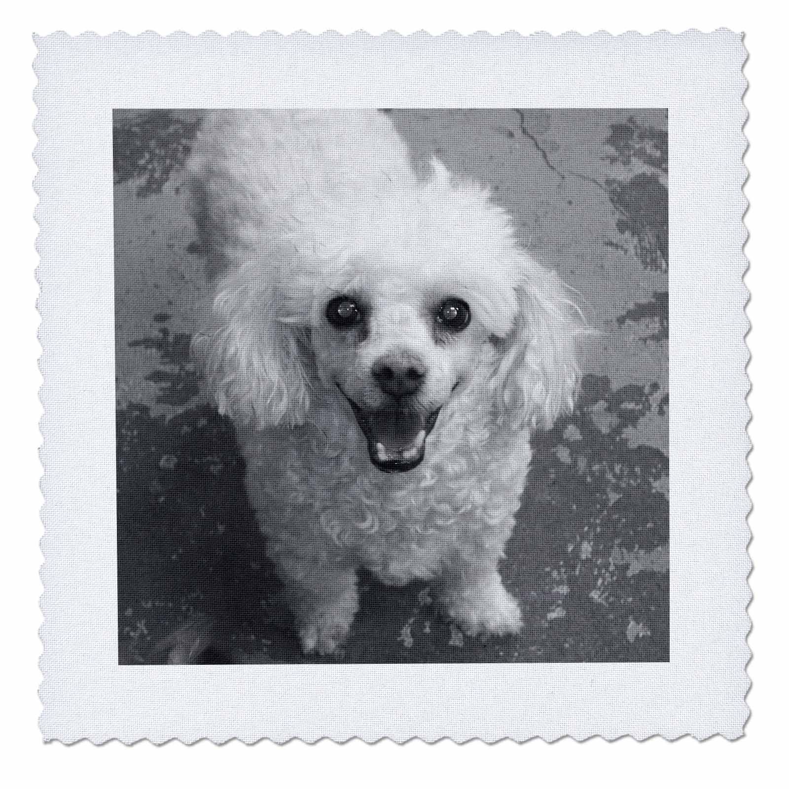 Amazon.com: 3dRose qs_23804_8 White Poodle Quilt Square, 20 by 20-Inch