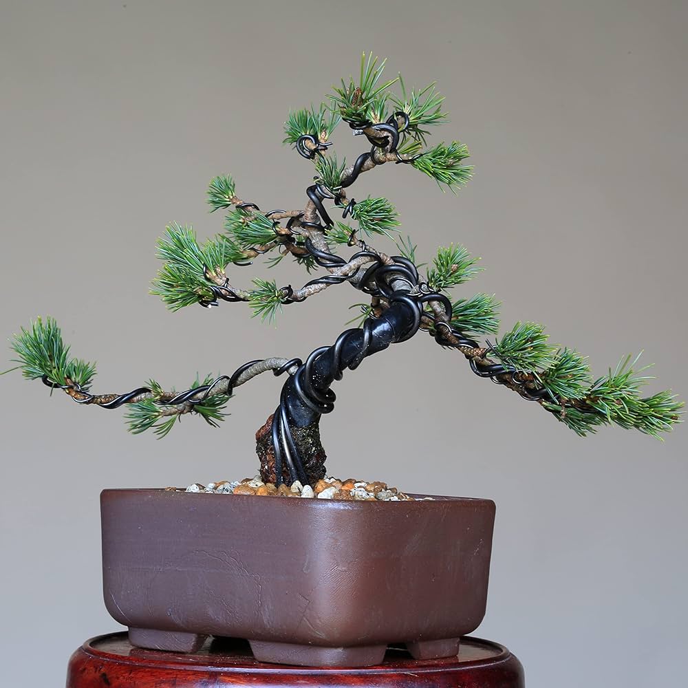 五葉松　瑞祥　盆栽　八房 Amazon.co.jp: 八房五葉松『瑞祥』小品盆栽【泰寿園 Online