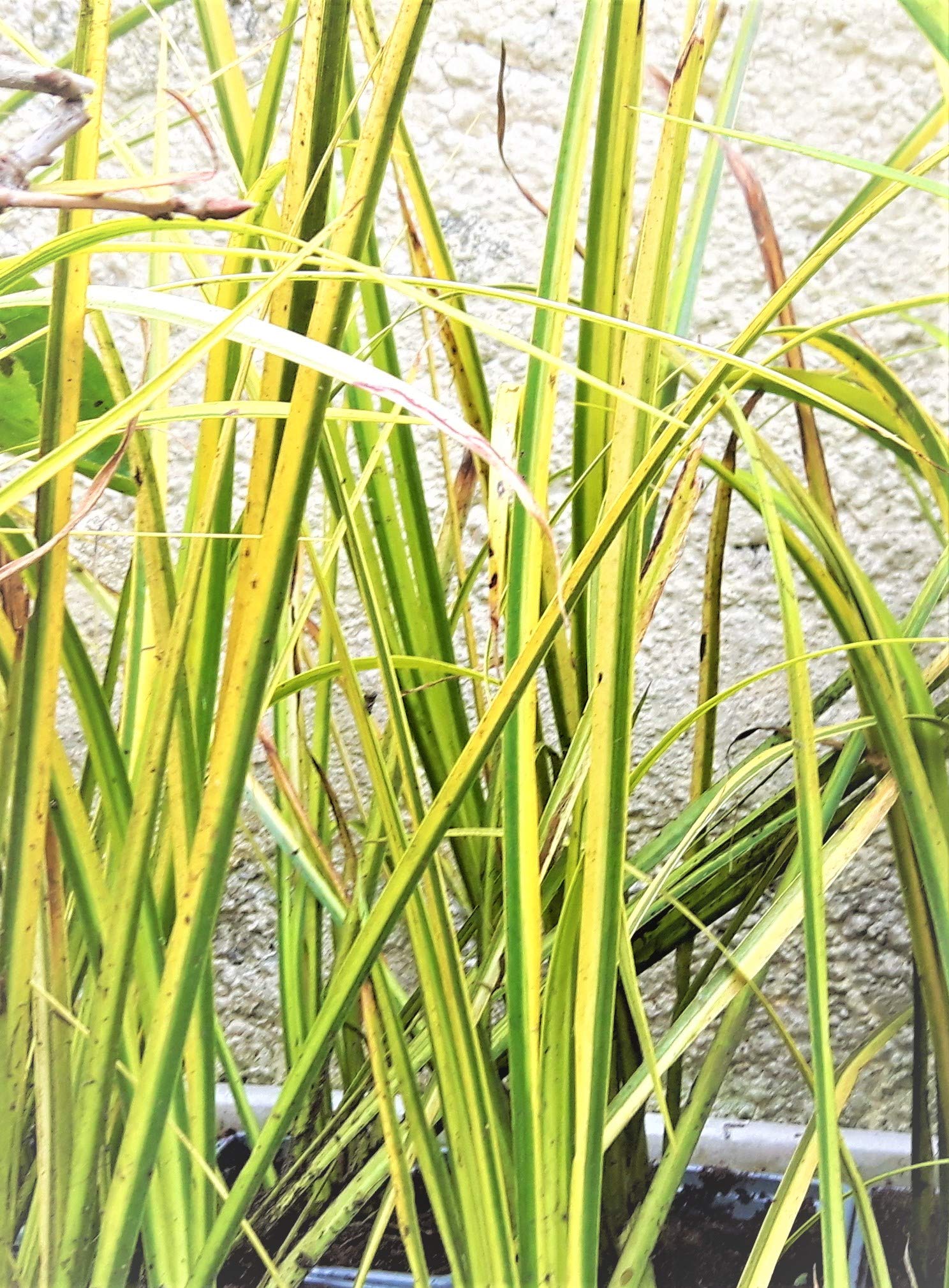 Complete Lucky DIP Pack of 3 Ornamental Grasses Hardy and Healthy in 9CM POTS