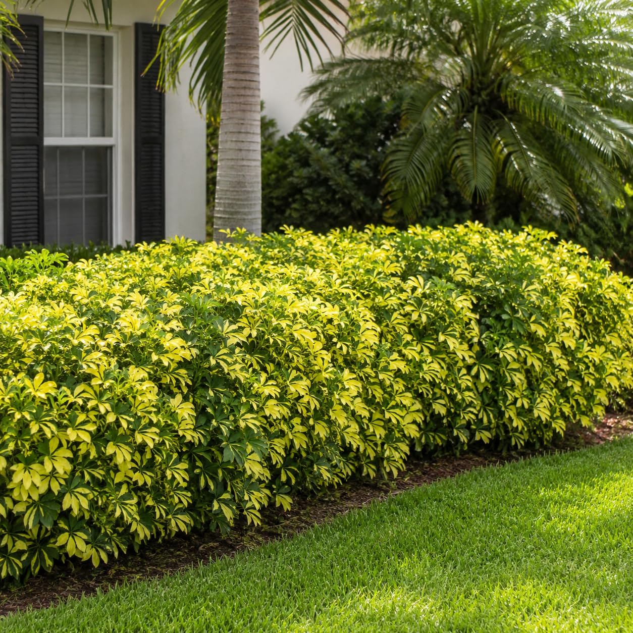 Amazon.com: Umbrella Tree Gold Capella | 1 Extra Large Trade 3 Gallon Plant  | Schefflera Arboricola | Indoor Houseplant, Tropical Foliage, Easy Care,  Low Light Tolerant, Air Purifier, Fast Growing, Live Decor :